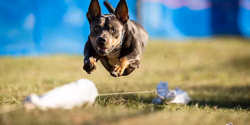 Playday for Dogs - Fall Series Event Finals