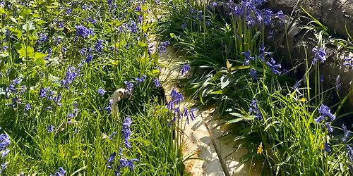 Garden Obelisks & Bluebell Walk @ Caracol Camping