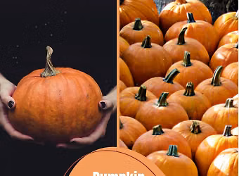 Pumpkin Carving Social
