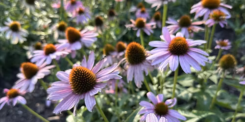 Ashley River Park Pollinator Garden Workshop
