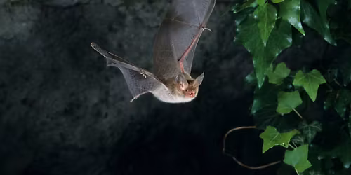Bat Walk at Broadhurst Park