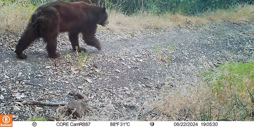 The Animals of Sugarloaf