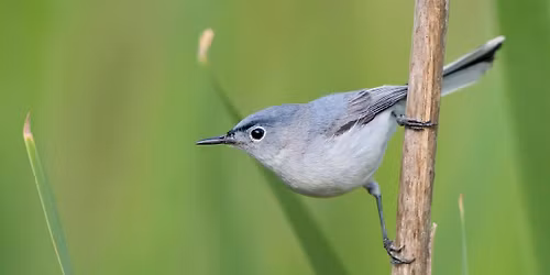 Field Trip: Blue River Parkway Summer Breeding Bird Census 
