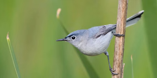 Field Trip: Blue River Parkway Summer Breeding Bird Census 