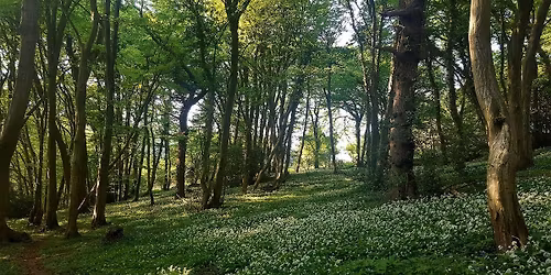 Woodland plant identification day