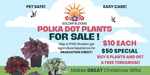 Polka Dot Plant Sale - Makes GREAT GIFTS!