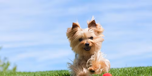 Breed Dog: Yorkie
