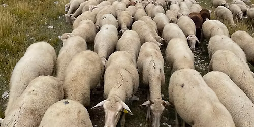 01\/05 luglio 2026. TRANSUMANZA IN ABRUZZO, TREK A PASSO DI PECORA 