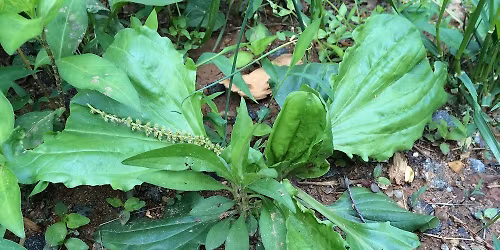 Guided Medicinal Herb Walk