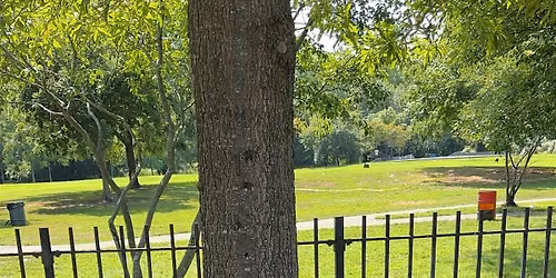 Canarsie Street Tree Care