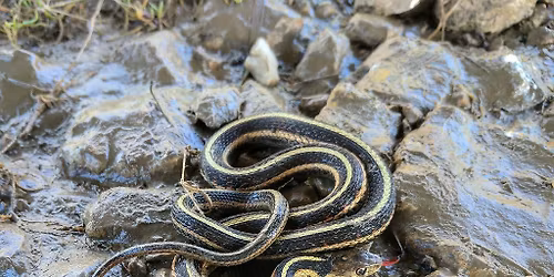 Goodness Gracious Garter Snakes!