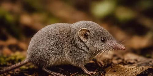 Mammal Diversity and Habitat Workshop