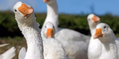 M\u00e5rten G\u00e5s