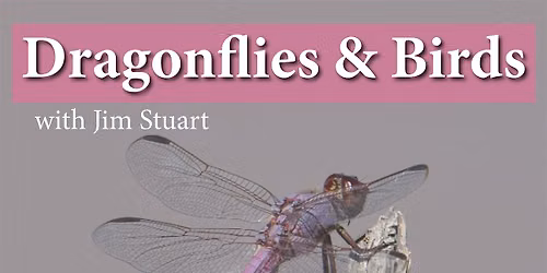 Dragonfly Walk