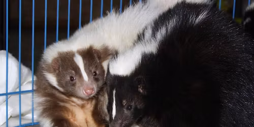 "Too Stinkin Cute" Skunk Mingle