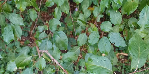 Cutting Buckthorn at the Sanctuary