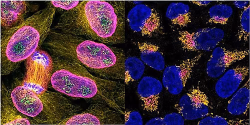 Immunofluorescence Workshop: Make your data glow!