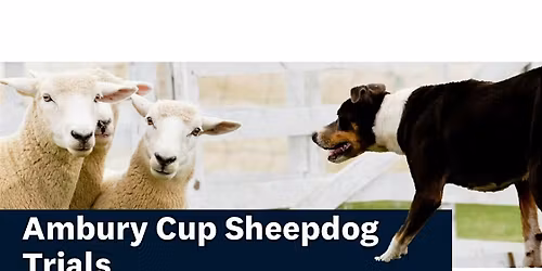 Ambury Cup Sheepdog Trials 2025