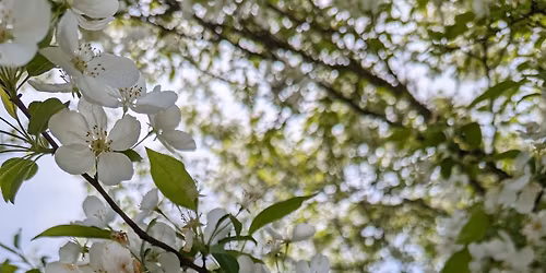 Flower City Swing & Blues Exchange 2026