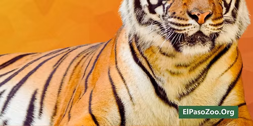 Adult Zoo Camp- Eat or be Eaten