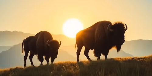 Manitoba Open Shootout