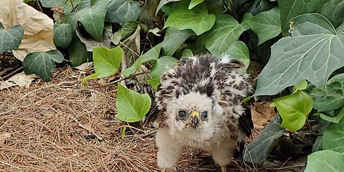 Living with Wildlife - Library Program