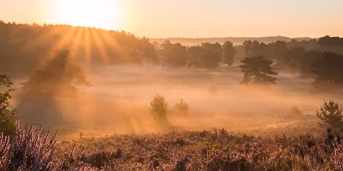 Fotografieworkshop Paarse heide & zonnedauw 