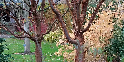 Selecting Trees for your Garden - Walk and Talk