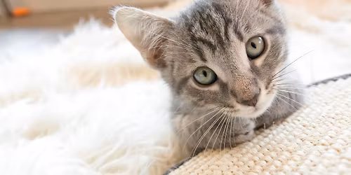 PDC Kitten Shower Fundraiser for KHS 