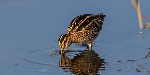 Five Valleys Audubon Society Board Meeting