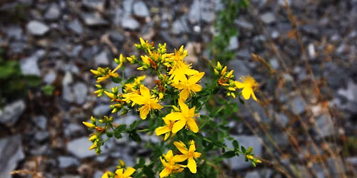 D'PLANZEN AN DER KOLL