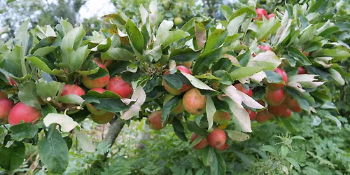 Pruning\/training fruit trees\/bushes course from 10 to 1pm
