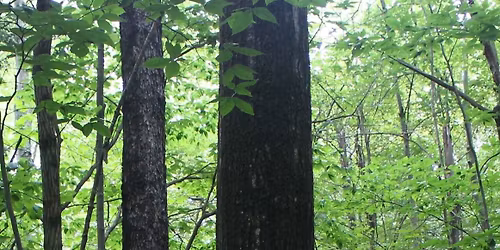 Tree Time at the Museum