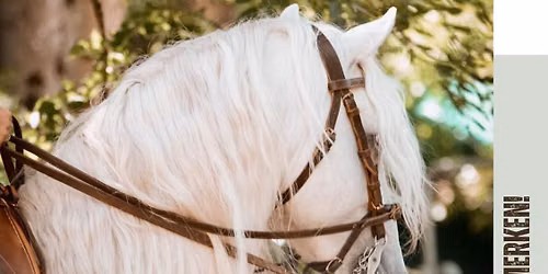 Festival Du Cheval
