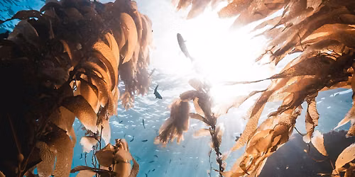 SoCal Dive Meetup - Hosted by Apex Ocean Travel