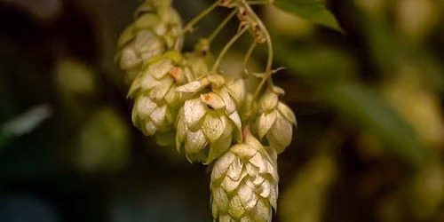 Hops & Wheels: A Cheese & Real Ale Tasting Evening