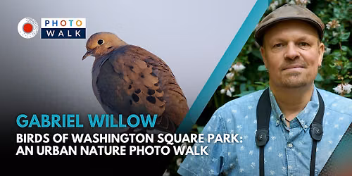 Birds of Washington Square Park: An Urban Nature Photo Walk