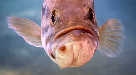 Western bass club fish in