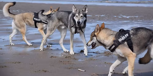Wolfjes aan zee NTC losloop wandeling