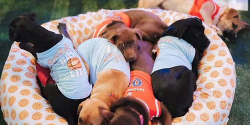 District E Adoption Event