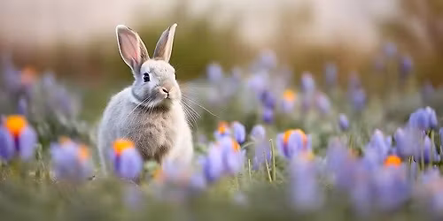 SCOTT COUNTY 4-H and YOUTH RABBIT CLUB Summer Benefit TRIPLE Shows