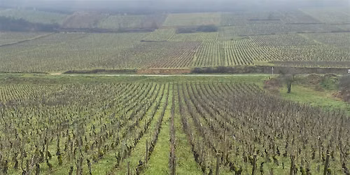 Conversations in Burgundy: Exploring C\u00f4te de Beaune