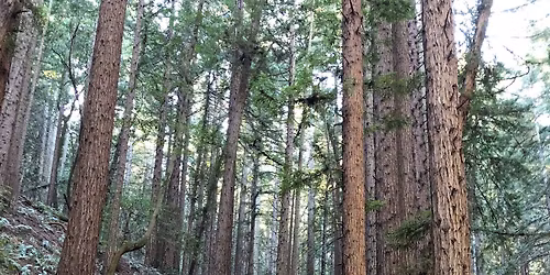 Intermediate +\/- 7.0 Mile, 1433 Ft Hike in the Redwood City Hills!