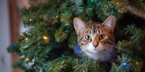 Coventry Cat Group Christmas Fayre 2025