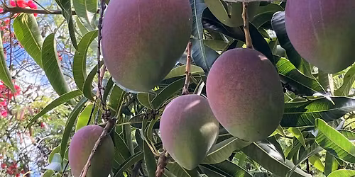 Mango Madness: Second Saturday at the Garden