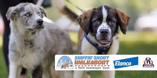 Sniffin' Snout Walkabout