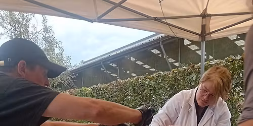 kerstvarken aan het spit ! 