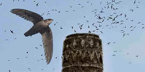 Chimney Swift Conservation in Michigan
