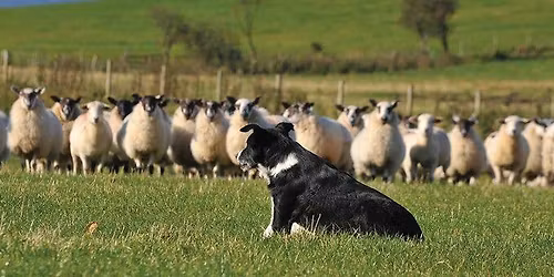 Sheep Dog Trials