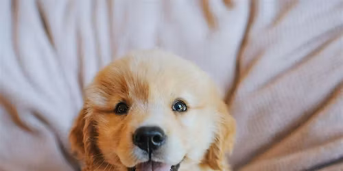 Puppy Yoga by Yoga Kawa Mississauga with Golden Retriever